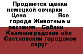 Продаются щенки немецкой овчарки!!! › Цена ­ 6000-8000 - Все города Животные и растения » Собаки   . Калининградская обл.,Светловский городской округ 